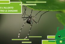 Addio alle zanzare! Scopri l’irresistibile offerta di Lidl per sconfiggere i fastidiosi insetti a prezzi imbattibili