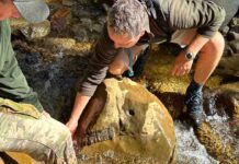 Fossili sorprendenti: rivoluzionano la storia del mondo e svelano nuovi segreti!