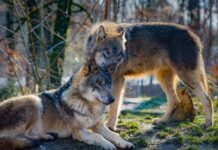 Il sorprendente legame tra lupi e cani: Anche i lupi riconoscono le voci umane!