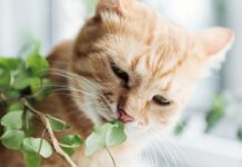 La selezione perfetta di piante per la tua casa: piacevoli agli occhi e irresistibili ai tuoi amici a quattro zampe | Adattabili in ogni spazio