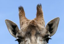 Le sorprendenti abilità matematiche delle giraffe: scopri come padroneggiano i numeri e la statistica!