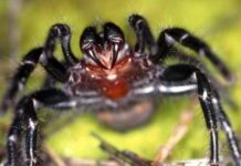 “Nel profondo mistero delle grotte: Ragni-pipistrello, creature spaventose o semplice fascino?”