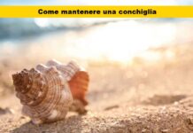 Scopri come pulire le conchiglie per conservarle senza problemi: non buttare via i tuoi tesori di mare!