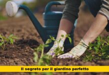 Scopri il segreto ecologico per avere piante rigogliose senza spendere una fortuna: ricicla gratis e fai del bene all’ambiente!