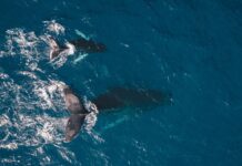 Sospesa la caccia alle balene in Islanda: una vittoria per la conservazione marina!