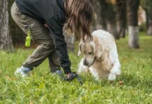 Un gesto maleducato e distruttivo: lasciare gli escrementi del tuo cane in giro