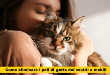 Addio a peli ed odori: scopri i segreti per avere una casa pulita anche con il tuo amato gatto!