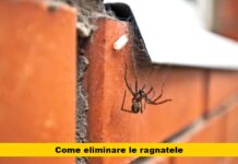 Addio alle ragnatele in casa: scopri il brillante trucco dei veri geni senza sostanze chimiche!