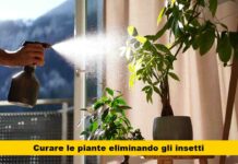 Attento ai tuoi fiori: gli insetti killer sono all’opera! Scopri il rimedio per proteggere le tue piante e salvaguardare le radici!