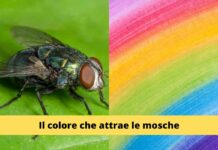 Colori e Insetti: Come Proteggerti dalle Loro Insidie e Trovare Pace