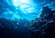 Ecco la strabiliante specie marina che non sapevi nemmeno esistesse! Scopri di più!