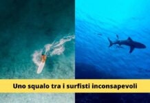 Emergenza squali in Italia: la minaccia che mette in pericolo le nostre vacanze | Assista a questo video che ti farà rabbrividire di paura!