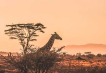 Esplora e innamorati dell’Africa: i migliori libri per immergersi nel continente affascinante