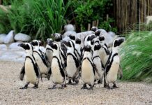 Esplora il mondo degli animali come mai prima: Apple TV+ svela due imperdibili docuserie!