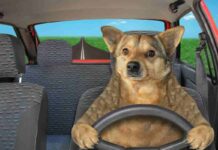 Guidare in sicurezza con Fido: ecco le regole d’oro per viaggiare col tuo cane!