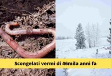 I vermi zombie svelano il segreto dell’ibernazione umana: la scienza inorridisce di fronte alla sorprendente scoperta!