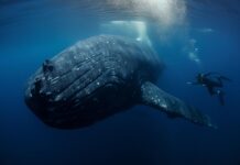 Il bizzarro stratagemma della balena: alla ricerca di un’incredibile soluzione per sconfiggere i ‘pidocchi’