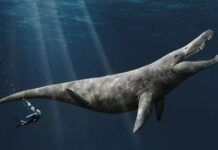 Il mistero del mostro marino: avvistato sulle coste italiane, svelato il suo nascondiglio
