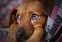 Il mistero svelato: scopri perché il tuo cane si gira dal verso opposto quando lo guardi!