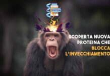 La scoperta rivoluzionaria: una proteina che aumenta la memoria e prolunga la vita. Primi test sui primati dimostrano miglioramenti straordinari