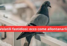La soluzione geniale che libera tutti: il cartone alluminato e le strisce catarinfrangenti prendono il controllo!