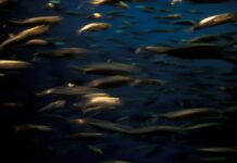 La sorprendente abilità di questo pesce cieco nel ‘vedere’ la luce ti lascerà senza parole!