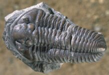 La sorprendente scoperta delle creature estinte con occhi di cristallo che lascia gli scienziati perplessi
