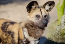Misterioso ritorno dal passato: avvistato proprio qui dopo 40 anni l’animale estinto che è tornato in vita!