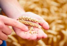 Scoperta rivoluzionaria: un nuovo gene potrebbe cambiare il mondo