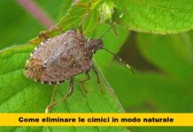 Scopri il geniale rimedio domestico che sconfigge definitivamente le cimici in casa: niente più invasioni e nessuna paura di esserne vittime!