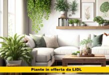 Trasforma la tua casa con stile: scopri le incredibili offerte di LIDL sulle piante e le composizioni perfette per ogni ambiente!