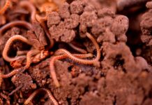 Un incredibile ritorno dal passato: i vermi resuscitati dopo 46.000 anni!