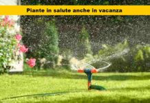 Vacanze serene: salva le tue piante dalla sete senza chiedere aiuto ad altri! Lascia ogni preoccupazione dietro di te e goditi la tua pausa estiva