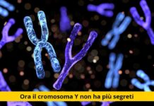 Dalla clonazione all’invincibilità: il mistero del cromosoma Y svelato!