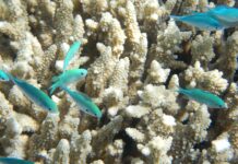 Emergenza coralli: il riscaldamento degli oceani distrugge le barriere coralline in modo allarmante!