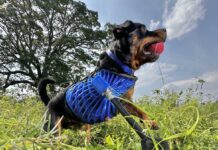 Gli Invincibili: Animali dotati di superpoteri, grazie alle protesi realizzate con l’iPhone di Apple