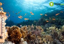 Gli oceani in fiamme: il clamoroso risveglio del pianeta che ti lascerà senza parole