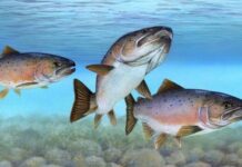 Incredibile scoperta scientifica: un salmone nella macchina per la risonanza magnetica svela nuovi misteri del cervello!