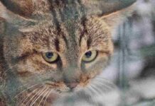 La meraviglia nascosta: Scoperte senza precedenti che non avremmo mai pensato di vedere in natura!