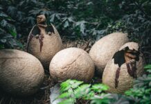 La sorprendente scoperta di un uovo di dinosauro svela il misterioso legame con gli uccelli!