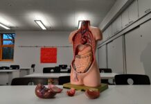 La sorprendente scoperta: un piccolo organo che potrebbe essere l’arma segreta contro il cancro