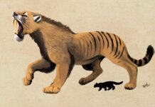 Le tigri dai denti a sciabola: il segreto nascosto delle loro fusa svelato