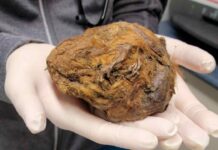 Mistero svelato: l’esistenza di un animale antichissimo ribalta la storia!