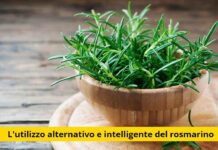 Scopri i segreti del Rosmarino: trucchi incredibili per trarne il massimo beneficio con poco sforzo!