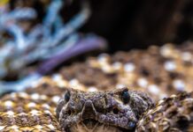 Svelato il serpente con i denti più lunghi del mondo: ecco cosa rende questa creatura davvero impressionante!