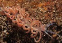 Le dieci scoperte più incredibili degli ultimi dieci anni: sarai costretto a crederci!