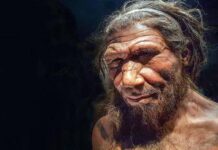 Sulla soglia dell’estinzione: la vicenda avvincente degli esseri viventi, 800mila anni fa!