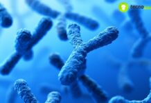 Svelato il segreto del cromosoma Y: scopri perché è vitale per tutti!